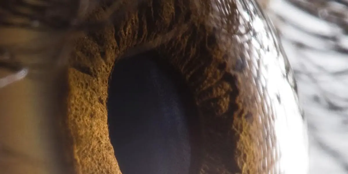 নতুন রং ‘ওলো’ আবিষ্কারের দাবি বিজ্ঞানীদের
